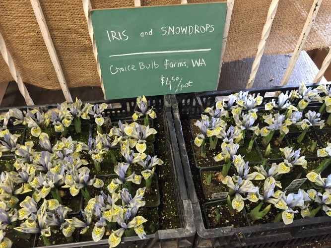 Seattle Wholesale Growers_Local flowers in February 2